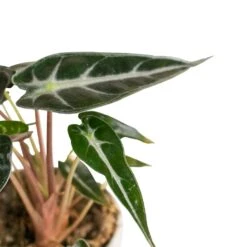 Alocasia Bambino Arrow - Jewel Alocasia -HousePlants Shop Alocasia Bambino Arrow Jewel Alocasia 9x15cm 3