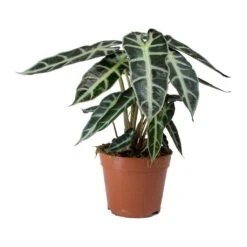 Alocasia Bambino Arrow - Jewel Alocasia -HousePlants Shop Alocasia Bambino Arrow Jewel Alocasia v2
