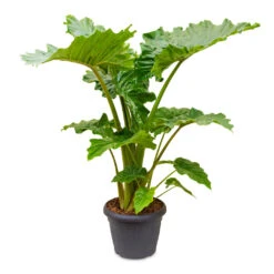 Alocasia Portodora - Upright Elephant Ear -HousePlants Shop Alocasia Portodora 35x120cm