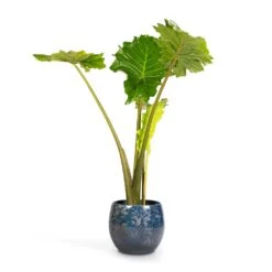 Alocasia Portodora - Upright Elephant Ear -HousePlants Shop Alocasia Portodora Upright Elephant Ear 24x90cm Aimee Plant Pot River Blue 33x28cm