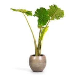 Alocasia Portodora - Upright Elephant Ear -HousePlants Shop Alocasia Portodora Upright Elephant Ear 24x90cm Ayla Plant Pot Grey Brushed 37x32cm