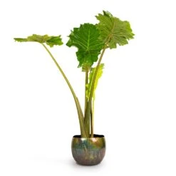 Alocasia Portodora - Upright Elephant Ear -HousePlants Shop Alocasia Portodora Upright Elephant Ear 24x90cm Ellen Metal Plant Pots Set3 Vintage Green 4667239b ad7f 42bd aba5 d1754f026680