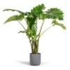 Alocasia Portodora - Upright Elephant Ear -HousePlants Shop Alocasia Portodora Upright Elephant Ear 24x90cm Lisbon Plant Pot Charcoal 26x26cm