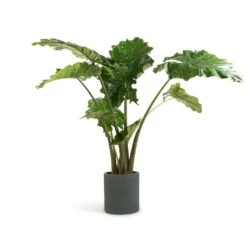 Max Refined Planter - Pine Green -HousePlants Shop Alocasia Portodora Upright Elephant Ear 24x90cm Max Refined Planter Pine Green 29x29.5cm 0374f753 a656 448c 9ee1 ec4106993241