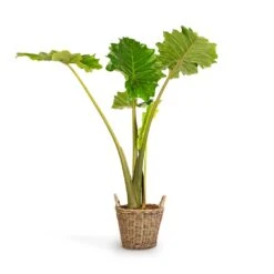 Alocasia Portodora - Upright Elephant Ear -HousePlants Shop Alocasia Portodora Upright Elephant Ear 24x90cm Nanna Wikr Plant Basket Natural 30x32cm