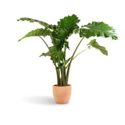 Alocasia Portodora - Upright Elephant Ear -HousePlants Shop Alocasia Portodora Upright Elephant Ear 24x90cm Terracotta Plant Pot 30x26cm