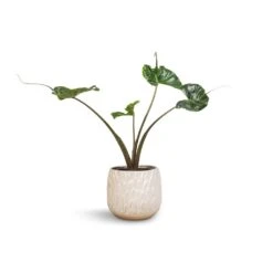 Arles Leaf Plant Pot - White 10 Arles Leaf Plant Pot - White -HousePlants Shop Alocasia Stingray Elephant Ear 17x65cm Arles Leaf Plant Pot White 20x20cm