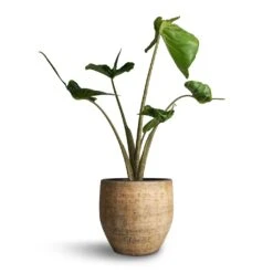 Alocasia Stingray - Elephant Ear -HousePlants Shop Alocasia Stingray Elephant Ear 17x65cm Emmy Plant Pot Camel 22x20cm