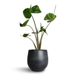 Esra Plant Pot - Graphite -HousePlants Shop Alocasia Stingray Elephant Ear 17x65cm Esra Plant Pot Graphite 22x20cm b964970d 913a 4cb5 9e4e be2b7eaae135