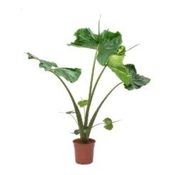 Alocasia Stingray - Elephant Ear -HousePlants Shop Alocasia Stingray Elephant Ear Large