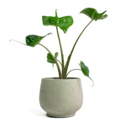 Mini Pixie Plant Pot - Grey Washed -HousePlants Shop Alocasia Stingray Elephant Ear Mini Pixie Plant Pot Grey Washed