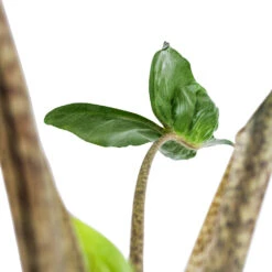 Alocasia Stingray - Elephant Ear -HousePlants Shop Alocasia Stingray Elephant Ear Swatch