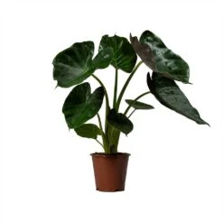 Alocasia Wentii - Hardy Elephant Ear -HousePlants Shop Alocasia Wentii Hardy Elephant Ear 19x65cm 1