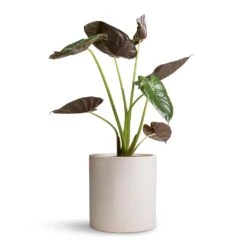 Max Refined Planter - Natural White -HousePlants Shop Alocasia Wentii Hardy Elephant Ear 19x65cm Max Refined Planter Natural White 29x29.5cm d4ea101c 622f 46d9 991b b420903e5507