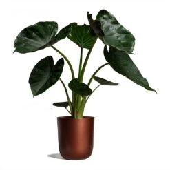 Alocasia Wentii - Hardy Elephant Ear -HousePlants Shop Alocasia Wentii Hardy Elephant Ear 19x65cm Mayk Plant Pot Copper 22.5cmx23cm bf95207a d585 4404 ae11 9e21a8a4d958