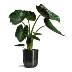 Alocasia Wentii - Hardy Elephant Ear -HousePlants Shop Alocasia Wentii Hardy Elephant Ear 19x65cm Mayk Plant Pot Lead 22.5cmx23cm