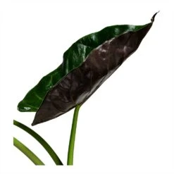 Alocasia Wentii - Hardy Elephant Ear -HousePlants Shop Alocasia Wentii Hardy Elephant Ear 19x65cm foliage 2