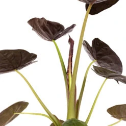 Alocasia Wentii - Hardy Elephant Ear -HousePlants Shop Alocasia Wentii Hardy Elephant Ear DETAIL 3