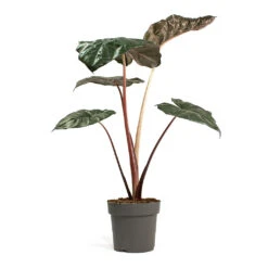 Alocasia Yucatan Princess - Elephant Ear -HousePlants Shop Alocasia Yucatan Princess Elephant Ear 17cm 002
