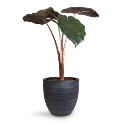 Angle Couple Plant Pot - Anthracite -HousePlants Shop Alocasia Yucatan Princess Elephant Ear 17x65cm Angle Couple Plant Pot Anthracite 24x23cm 5c7907f1 2432 47f1 b2d3 f4b2f311a2cc