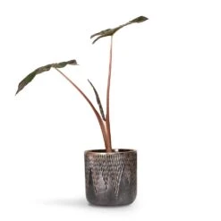 Alocasia Yucatan Princess - Elephant Ear -HousePlants Shop Alocasia Yucatan Princess Elephant Ear 17x65cm Luxe Lite Comet Cylinder Planter Bronze 28x27cm