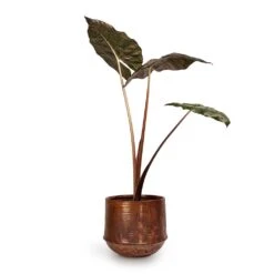 Alocasia Yucatan Princess - Elephant Ear -HousePlants Shop Alocasia Yucatan Princess Elephant Ear 17x65cm Noud Plant Pot Copper 26x22cm 2fc8507c 9e2c 4d34 89b0 ec915738e474