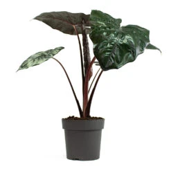 Alocasia Yucatan Princess - Elephant Ear -HousePlants Shop Alocasia Yucatan Princess Elephant Ear 19cm