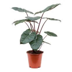 Alocasia Yucatan Princess - Elephant Ear -HousePlants Shop Alocasia Yucatan Princess Elephant Ear