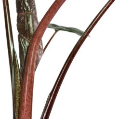 Alocasia Yucatan Princess - Elephant Ear -HousePlants Shop Alocasia Yucatan Princess Elephant Ear Close Up Stems