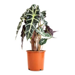 Alocasia Amazonica Polly - Elephant Ear -HousePlants Shop Alocasia amazonica Polly Elephant Ear 17x50cm