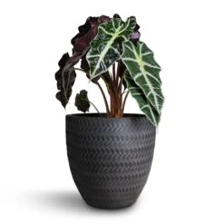 Alocasia Amazonica Polly - Elephant Ear -HousePlants Shop Alocasia amazonica Polly Elephant Ear 17x50cm Angle Couple Plant Pot Anthracite 24x23cm