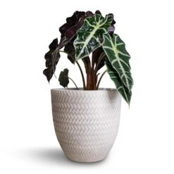 Angle Couple Plant Pot - White -HousePlants Shop Alocasia amazonica Polly Elephant Ear 17x50cm Angle Couple Plant Pot White 24x23cm 6a0dfb71 7210 47f0 acf1 683fd38a4b97