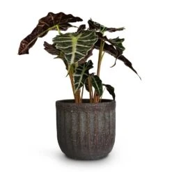 Alocasia Amazonica Polly - Elephant Ear -HousePlants Shop Alocasia amazonica Polly Elephant Ear 17x50cm Duncan Plant Pot Blue Gold 17x16cm 5fa021a9 7c5b 47bb b0de 8b25fb59e81c