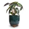 Alocasia Amazonica Polly - Elephant Ear -HousePlants Shop Alocasia amazonica Polly Elephant Ear 17x50cm Kaat Plant Pot Petrol 20x20cm