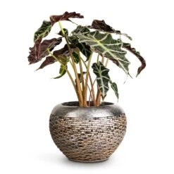 Alocasia Amazonica Polly - Elephant Ear -HousePlants Shop Alocasia amazonica Polly Elephant Ear 17x50cm Luxe Lite Layer Globe Planter Bronze 28x20cm fa6e5d66 0d43 4c4a b9cf bd64e326c44a