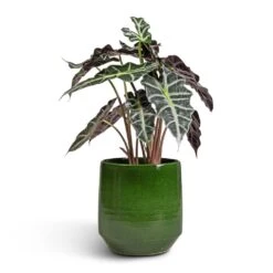 Alocasia Amazonica Polly - Elephant Ear -HousePlants Shop Alocasia amazonica Polly Elephant Ear 17x50cm Remi Plant Pot Green 23x25cm 66ccb8be 5302 48e1 b1bb 1928bab8aa4d