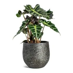 Alocasia Amazonica Polly - Elephant Ear -HousePlants Shop Alocasia amazonica Polly Elephant Ear Evi Plant Pot Midnight Black 22cm