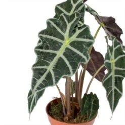 Alocasia Amazonica Polly - Elephant Ear -HousePlants Shop Alocasia amazonica Polly Elephant Ear Leaves