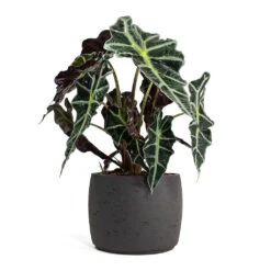 Alocasia Amazonica Polly - Elephant Ear -HousePlants Shop Alocasia amazonica Polly Elephant Ear Mini Valerie Plant Pot Black Washed 22e07904 1dda 4bb2 b6a7 89158be5d587