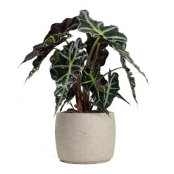 Mini Valerie Plant Pot - Grey Washed -HousePlants Shop Alocasia amazonica Polly Elephant Ear Mini Valerie Plant Pot Grey Washed