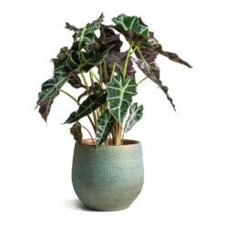 Alocasia Amazonica Polly - Elephant Ear -HousePlants Shop Alocasia amazonica Polly Elephant Ear Ryan Plant Pot Blue Gold