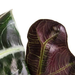 Alocasia Amazonica Polly - Elephant Ear -HousePlants Shop Alocasia amazonica Polly Elephant Ear SWATCH 2