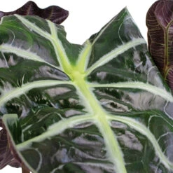 Alocasia Amazonica Polly - Elephant Ear -HousePlants Shop Alocasia amazonica Polly Elephant Ear SWATCH 3