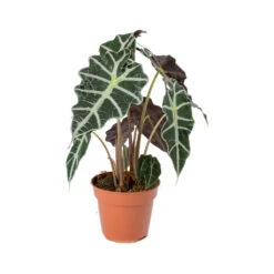Alocasia Amazonica Polly - Elephant Ear -HousePlants Shop Alocasia amazonica Polly Elephant Ear 941f9e9b ed40 488c b41e b561353cf4b6