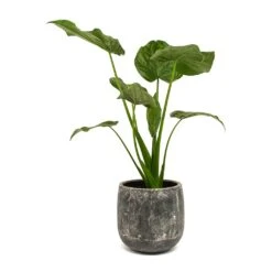 Alocasia Cucullata - Hooded Dwarf Elephant Ear -HousePlants Shop Alocasia cucullata Amber Plant Pot Earth