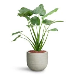 Alocasia Cucullata - Hooded Dwarf Elephant Ear - HydroCare -HousePlants Shop Alocasia cucullata Hooded Dwarf Elephant Ear HydroCare Cody Plant Pot Ridged Cement