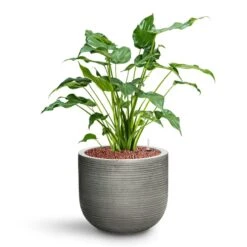Alocasia Cucullata - Hooded Dwarf Elephant Ear - HydroCare -HousePlants Shop Alocasia cucullata Hooded Dwarf Elephant Ear HydroCare Cody Plant Pot Ridged Dark Grey