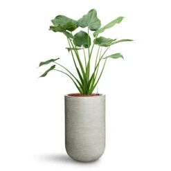 Cody Plant Vase - Ridged Cement -HousePlants Shop Alocasia cucullata Hooded Dwarf Elephant Ear HydroCare Cody Plant Vase Ridged Cement 53311a7c c5fe 4cb5 81ec 0b5e78a179fa