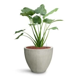 Jesslyn Plant Pot - Ridged Cement -HousePlants Shop Alocasia cucullata Hooded Dwarf Elephant Ear HydroCare Jesslyn Plant Pot Ridged Cement 6bf6c966 7de7 4b9d a2b1 1be380853a18