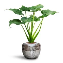 Opus Raw Couple Planter - Silver -HousePlants Shop Alocasia cucullata Hooded Dwarf Elephant Ear HydroCare Opus Raw Couple Planter Silver a34892d9 95ff 4845 abe9 8885537631dc